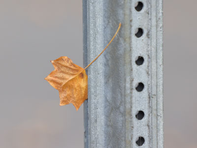 Leaf in limbo (2 of 2).