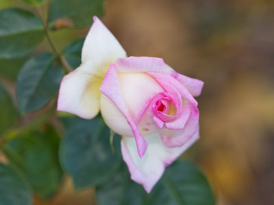 Late October roses are a symbol of optimism.