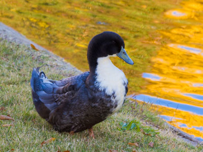 That mallard is apparently the companion of this duck that`s another species.  But hey, love is love.