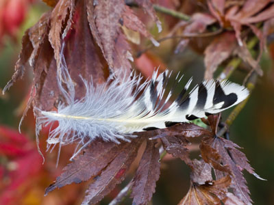 It`s time for migration and today the park was full of plumage and bird calls I didn`t recognize.