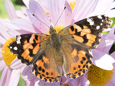 This butterfly flew away as I approached, but I pretended to walk away and it came back.