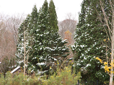 Summer flowers, autumn leaves and winter snow in the same shot.