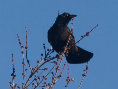 A noisy companion during breakfast.