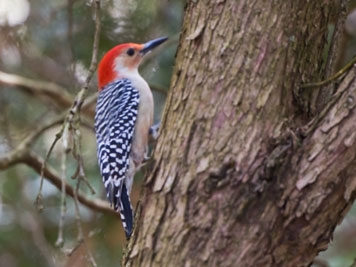 I won`t go in the copse.  There won`t be anything in the copse.  So I went in the copse.  I`m glad I went in the copse.