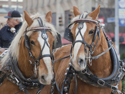 Oh what fun it is to ride in a two-horse open sleigh!