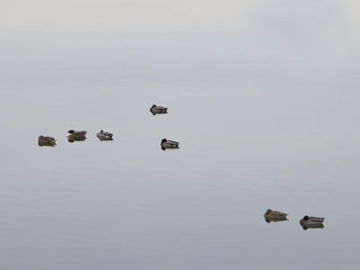 A constellation of ducks.