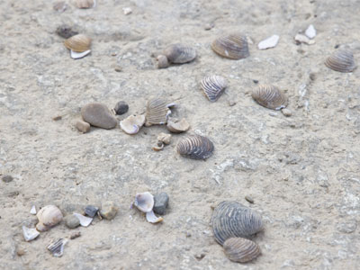 I see sea shells down at the river shore.