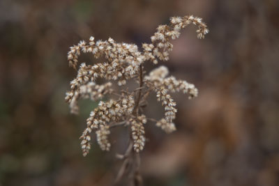 In December, this is a flower photo.