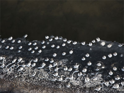 The edge of the river froze and then the water level went down, leaving just a crust of ice.