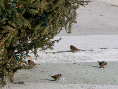 The birds will be surprised when this tree disappears.