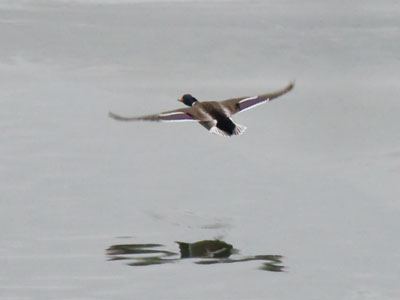 Somebody else was trying to take pictures of the ducks, causing them to fly away so I could take my photos.