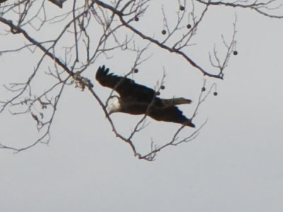 A terrible picture of a bald eagle is still better than another photo taken in my kitchen.