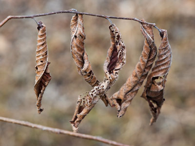 I`m sure they looked better last week covered in snow, but I had a lot of photos I needed to take in the kitchen.