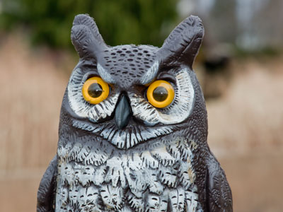 A decent picture of a fake owl is still better than another photo taken in my kitchen.