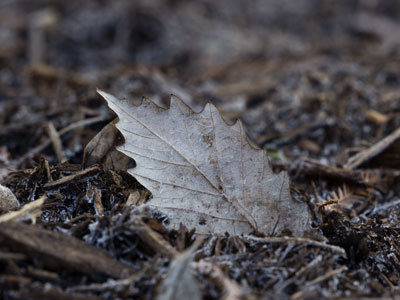 On this very ground, flowers will soon be blooming.