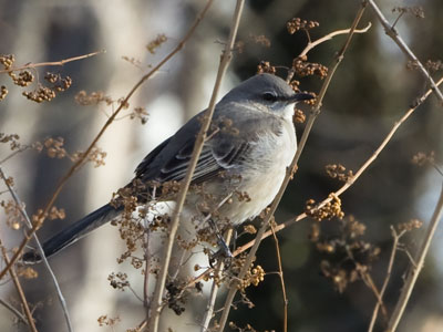 It was bitterly cold, but I got some good bird pictures.