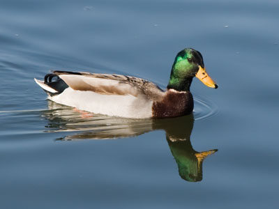 I was trying unsuccessfully to take pictures of birds in the air when one came floating by.