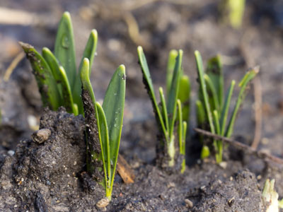 The daffodils are starting to think about it.