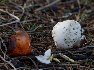 Meanwhile, the tulips are having a rough winter because of hungry squirrels (see January 1 above).