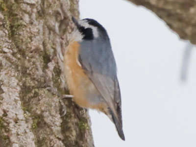 It probably doesn`t take much to feed a bird this small, but there isn`t much to eat at this time of year.