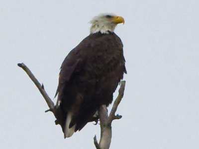 Eaglus americanus hairline recedus.