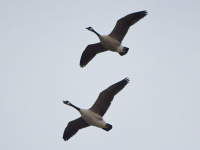 Foulingus canadus annoyusmaximus.