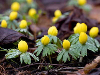 Flowers in January are a gift, an inspiration, a reason to hope for warm and sunny spring days.