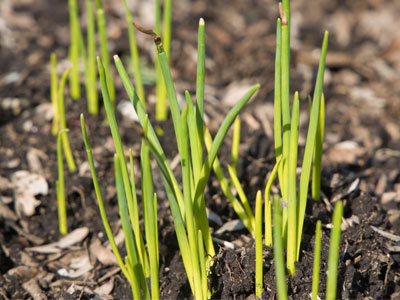 Daffodils are thinking about it.