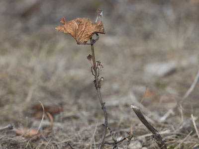 I found the world`s smallest tree.