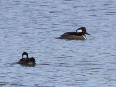 This hooded mersanger and I both had our hoods on.