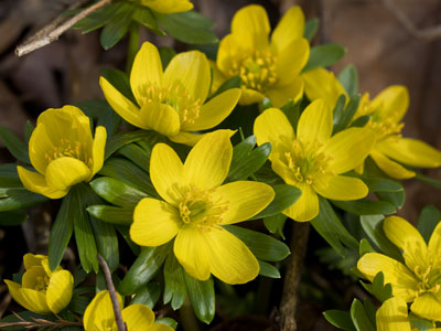 These flowers will probably be covered in snow soon.