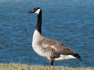 I keep a safe distance from geese.