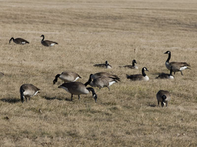 Geese may safely graze.