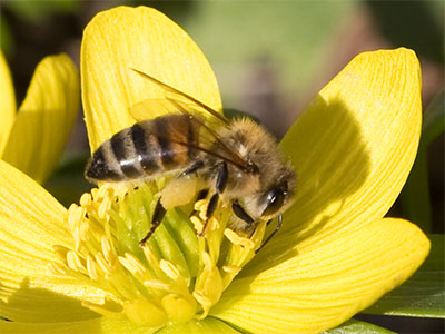 My first pollinator of the year.