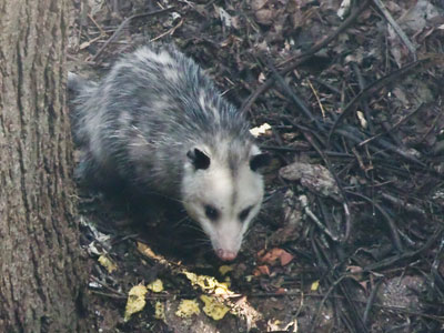 This morning I discovered that this big guy lives under my neighbor`s back porch.