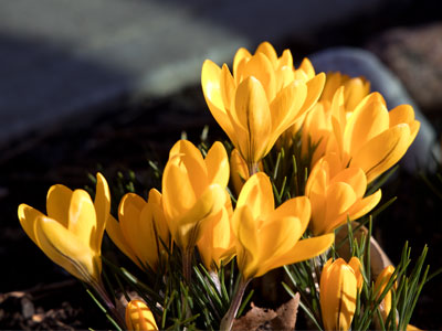 I had a dream that I found flowers by the sidewalk, but they were daffodils, not crocuses.