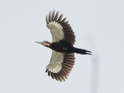 The biggest woodpecker I`ve ever seen.