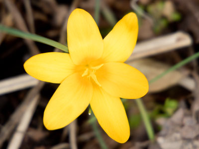 Still, there were traces of spring on the ground.  But wow, I really shouldn`t have bent over to take this picture.