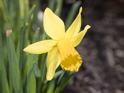 Is it good or bad that flowers are blooming already?