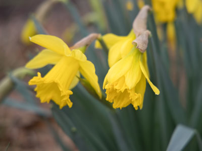 The daffodil finally arrived, and it brought some friends (see February 23 above).