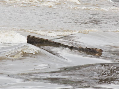 At this time of year, random logs float down the river from unknown forests in the north.