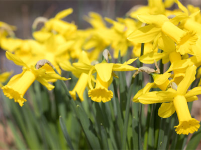 The flowers were splashed with mud from recent rains.