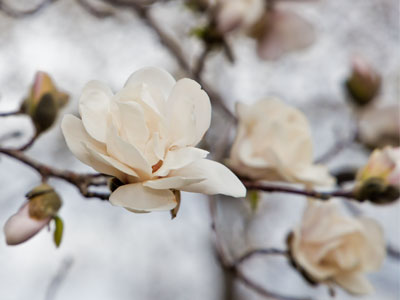 I was standing in line at the bank and saw this tree through the window, so I got my camera from the car.