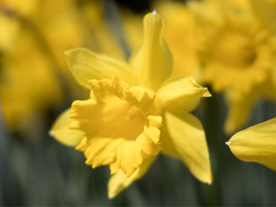 Another sign of spring:  I crawl around among daffodils.