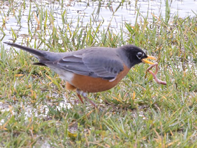 In the eternal struggle between robins and worms, robins have the advantage.