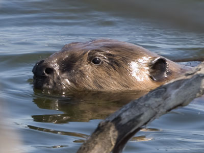 The Loch Ness Beaver.