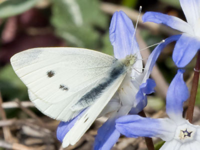 My first butterfly photo of the year is a highly anticipated annual ritual (see March 27, 2021).