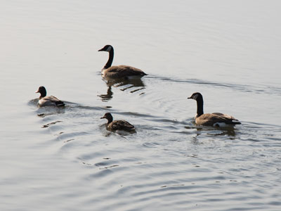 Somebody was giving out food, so geese and ducks agreed to swim together temporarily.