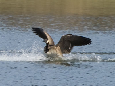 Apparently it can`t read the NO SWIMMING sign.