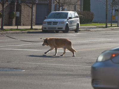 I see people walking their dogs in the city all the time and it makes me sad.  Dogs should run free in big yards.